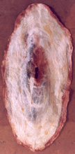 chrysalis